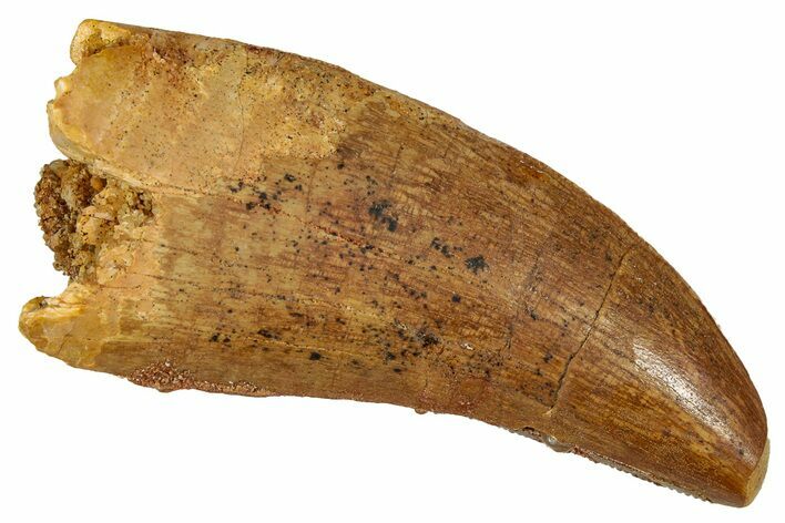 Serrated Carcharodontosaurus Tooth - Real Dinosaur Tooth #341118